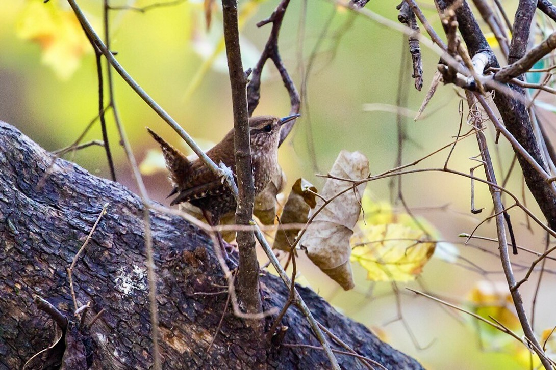 Winter Wren among litter by Melissa McMasters is licensed under CC BY-SA 2.0.
